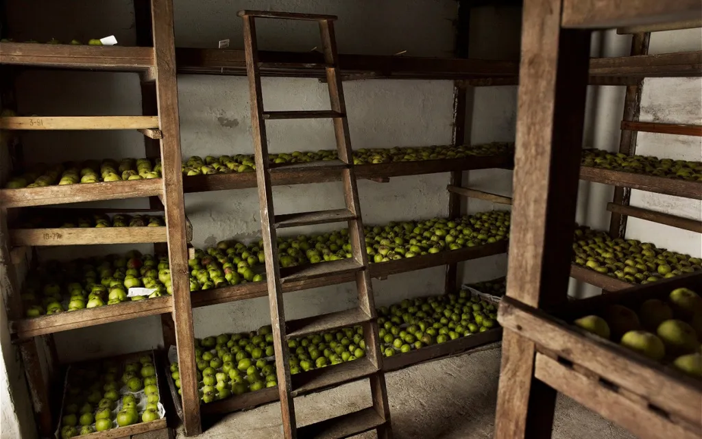 green-apples-on-shelves-with-a-wooden-ladder-2026-09-24-12-55-29-utc (1).jpg