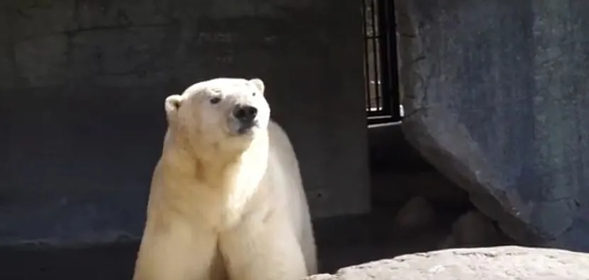 скрин с видео