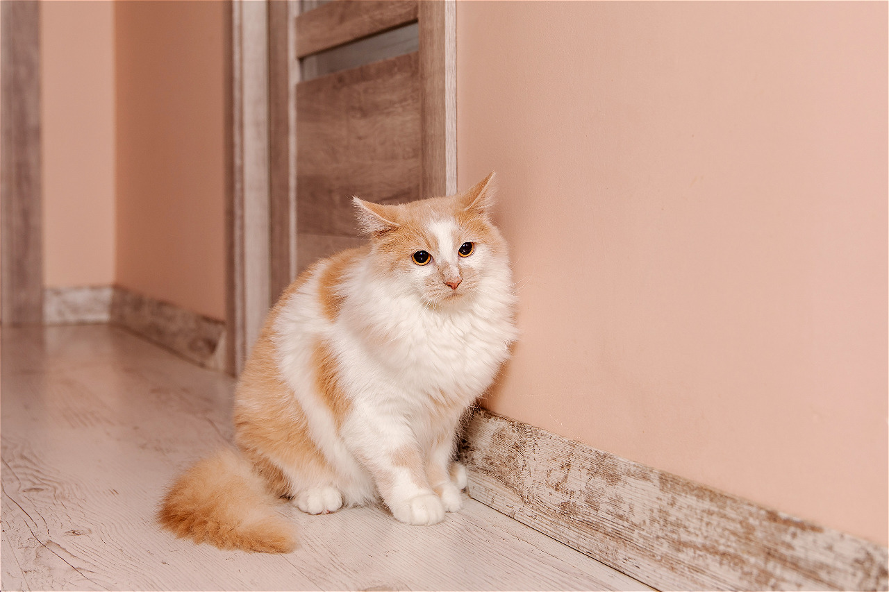 Кошка пропала из дома: 6 действий, которые резко повышают шанс найти ее живой