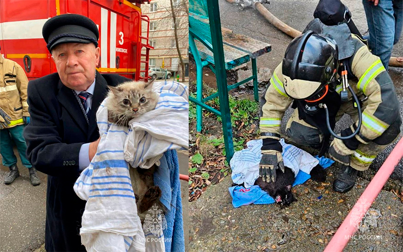 Двух котов спасли в Ижевске во время пожара