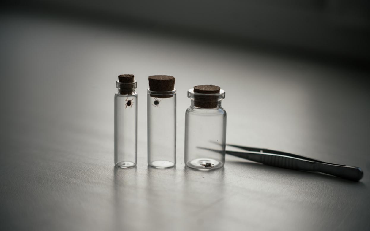 Сезон клещей открыт в России