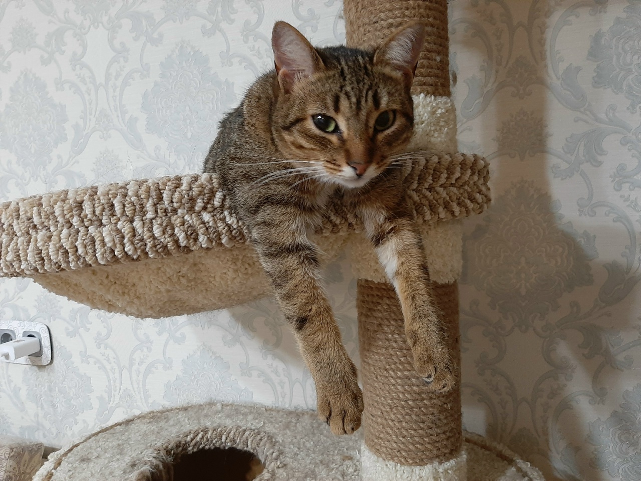 Молодая кошка ищет дом