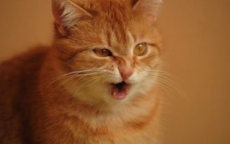 Ижевский  «Kотоgram»: кот по имени Кот и разговаривающий Барсик