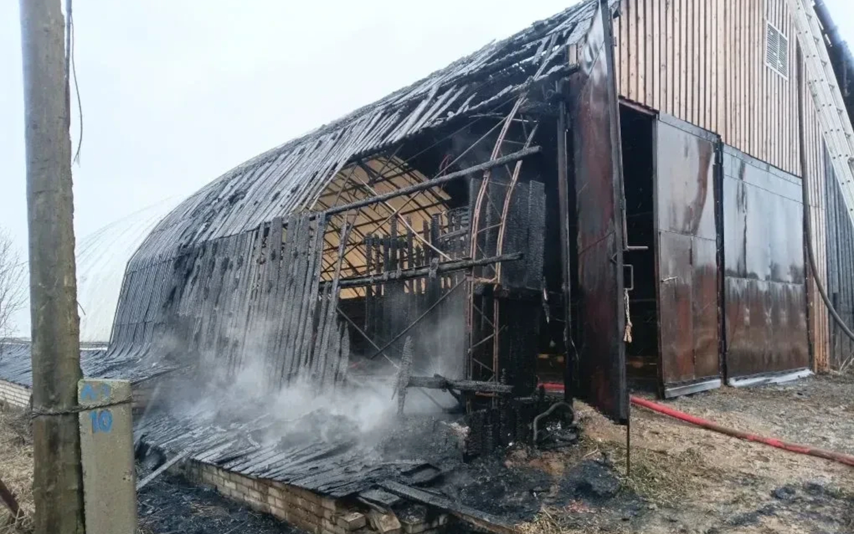 46 телят спасли во время пожара в Удмуртии