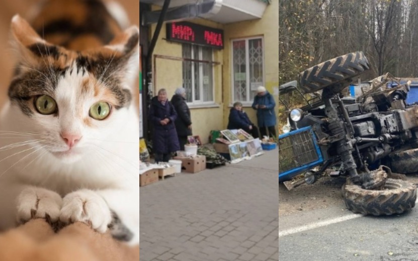 Польза кошек для сердца, незаконная торговля и «Ларгус», перевернувший трактор: что обсуждают ижевчане в соцсетях 13 октября