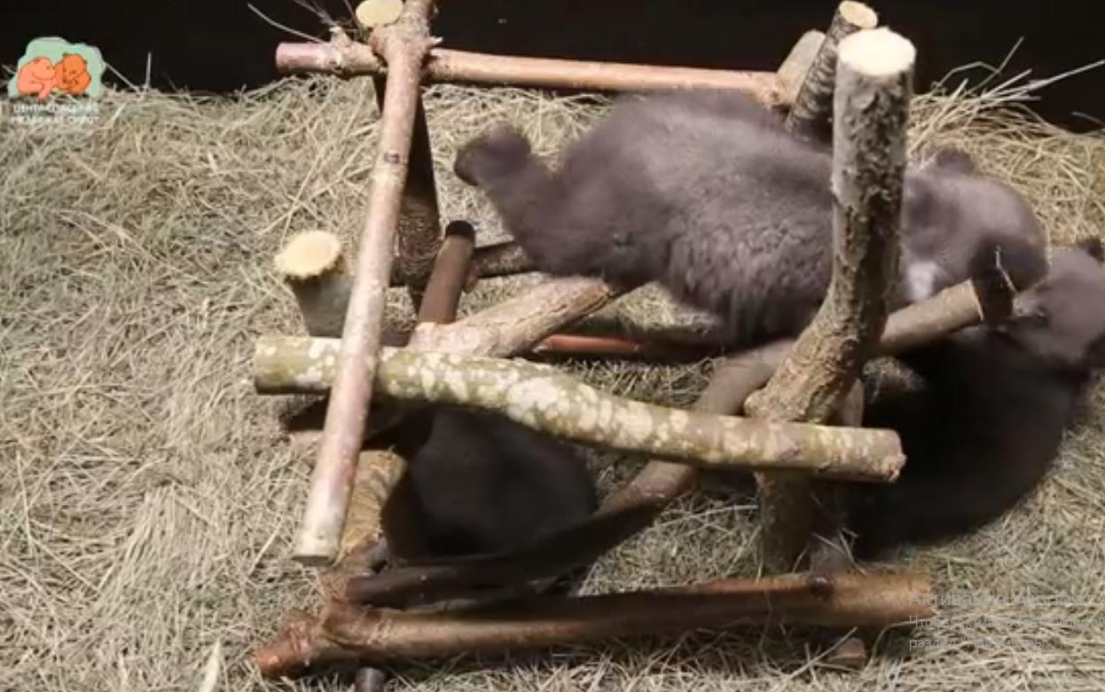 Спасенных в Удмуртии медвежат назвали Карамелькой, Коврижкой и Плюшкой