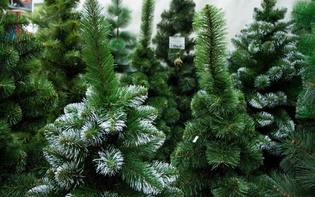 Удмуртлес дал советы, как утилизировать живую елку после праздников