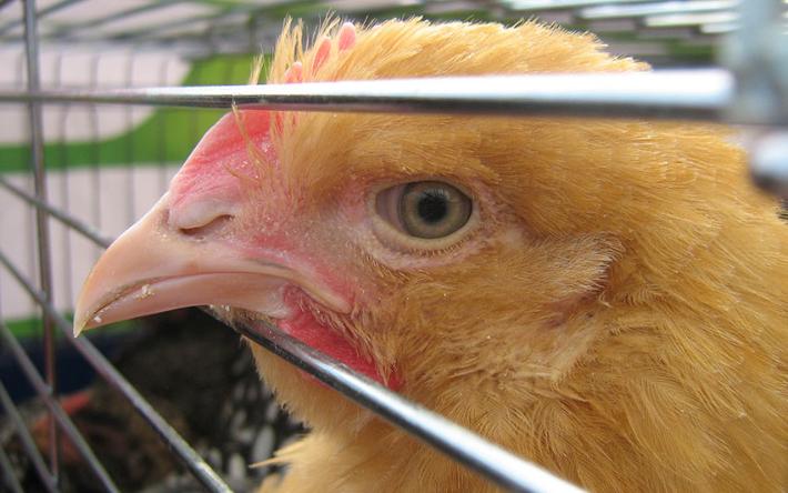Птичий грипп в Удмуртии: безопасно ли покупать глазовскую курицу и грозит ли нам новая пандемия