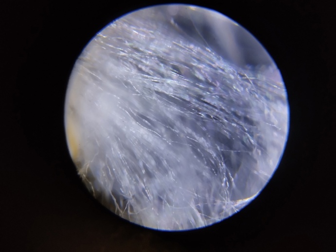 Тополиный пух под микроскопом. Фото: Екатерина Ардашева