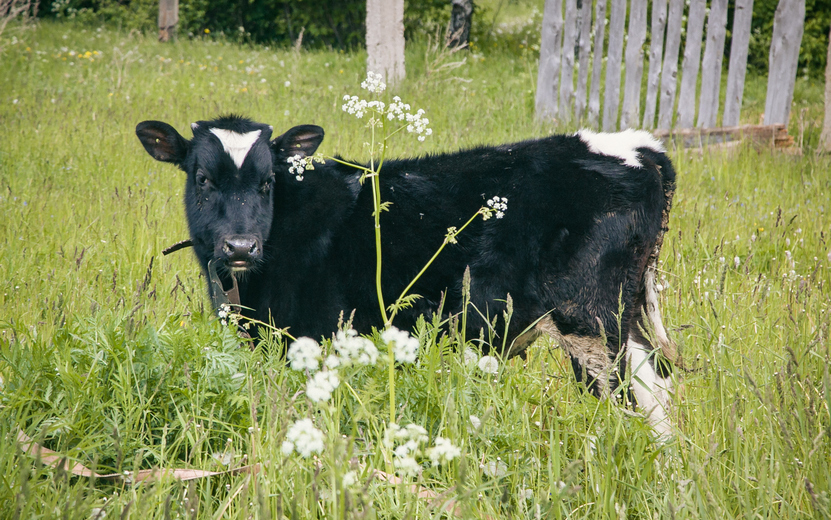 Почти 1000 коров уничтожат в Удмуртии из-за вспышки узелкового дерматита