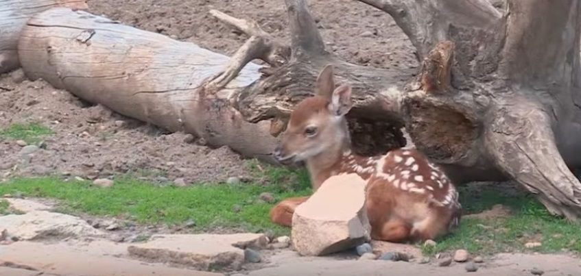В Ижевском зоопарке снова пополнение: родились два пятнистых олененка