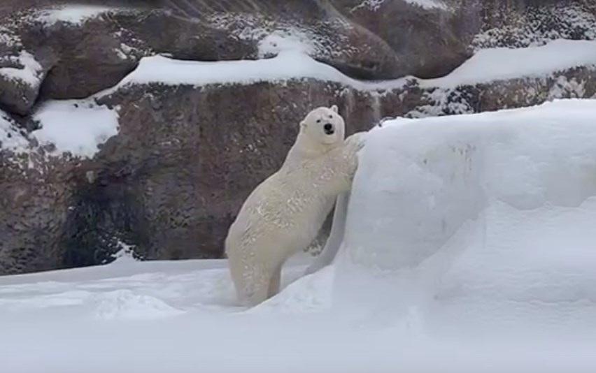 Видеофакт: белая медведица в зоопарке Ижевска радуется снегопаду