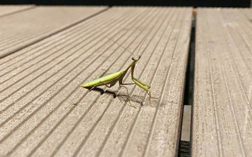 Фотофакт: богомола заметили на своей даче жители Ижевска