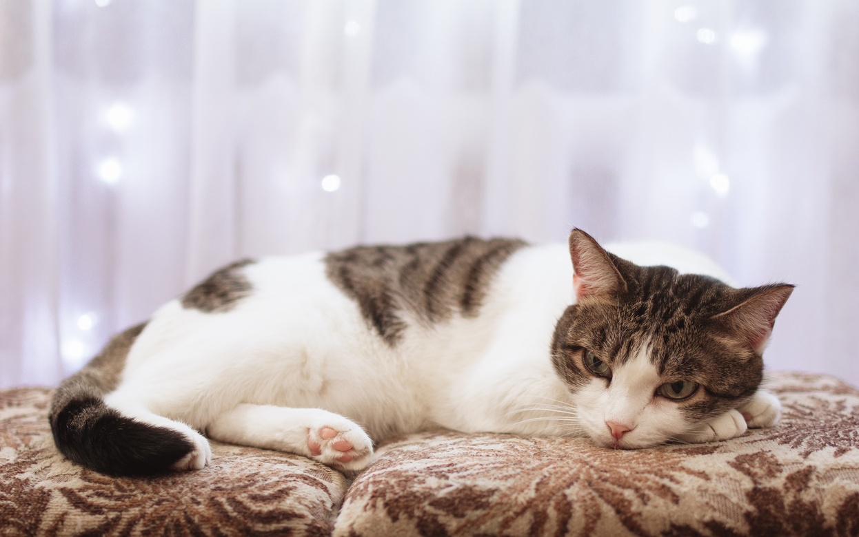 Кошка больше не выходит встречать вас? Вот что это на самом деле означает