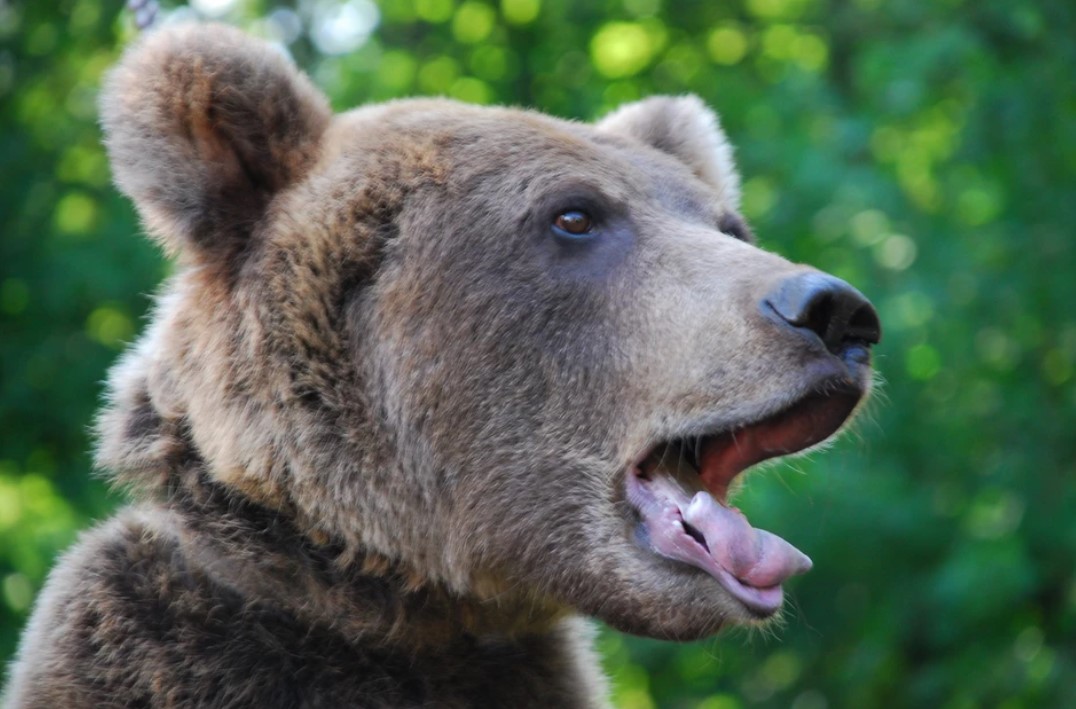 Жителей Удмуртии предупредили о медведях в окрестностях Воткинска
