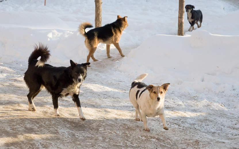 Жителей Удмуртии призвали не убегать при встрече с бездомными собаками