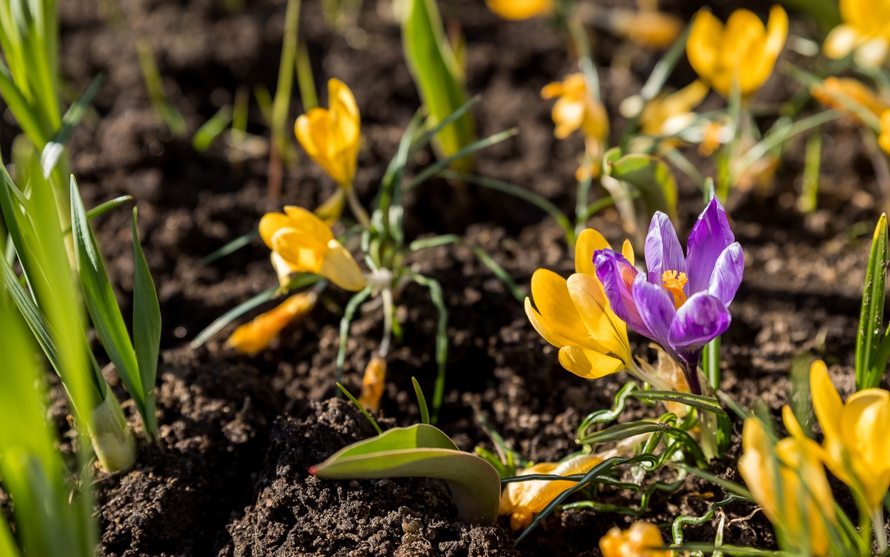 Цветут до снега и выдерживают холод: 7 цветов, которые украсят сад без вашего участия