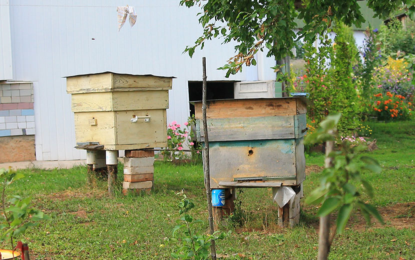 Пчелы погибли из-за обработки рапсовых полей в Удмуртии