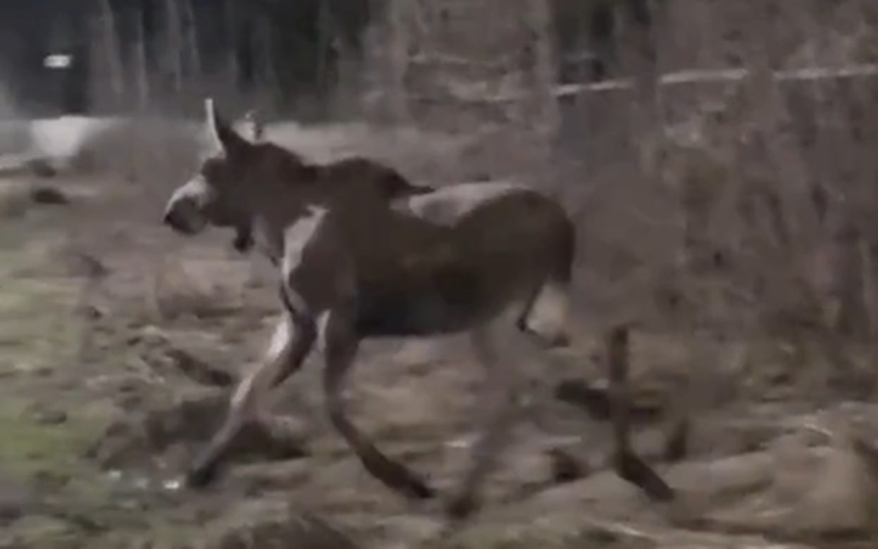 В Ижевске спасли забредшего в город лося