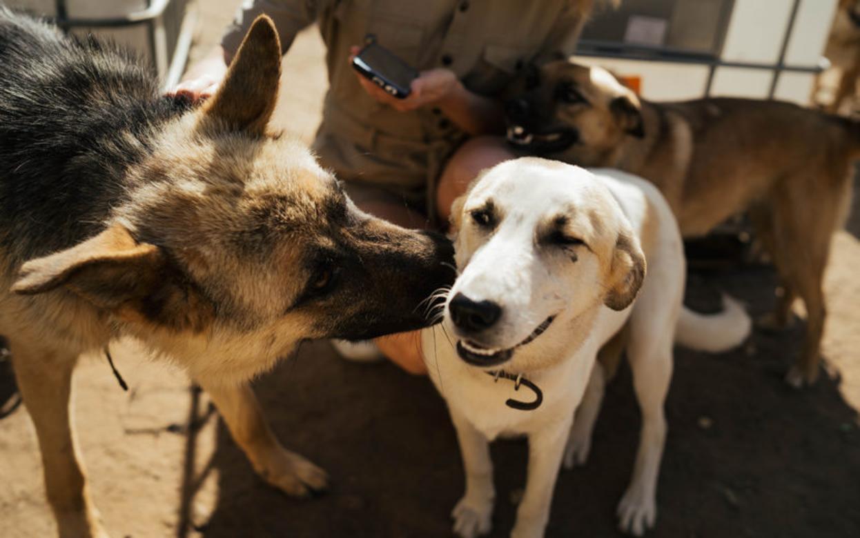 Число вывезенных из Удмуртии за рубеж кошек и собак снизилось на 27%