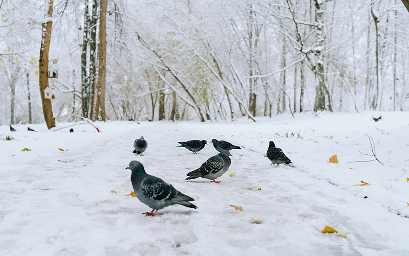Погода в Ижевске на месяц: в ноябре ожидаются выраженные «погодные качели»