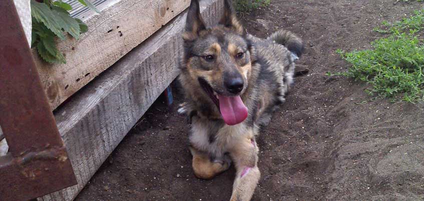 В Удмуртии ищут хозяев собаке, которую спасли от смерти волонтеры из Воткинска