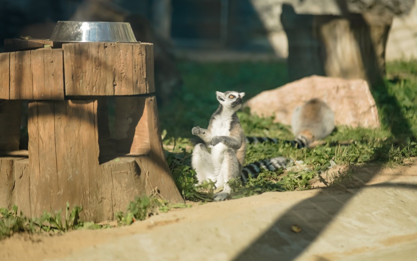 Государственный зоопарк Удмуртии празднует свое 15-летие. Фото: Маша Бакланова