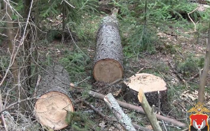 Трех жителей Удмуртии подозревают в вырубке леса на 1,8 млн рублей