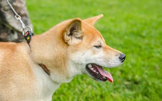 Две территории для выгула собак обустроят в Ижевске в 2023 году