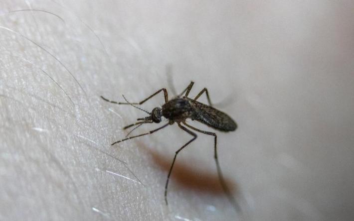 Эксперт назвал средства для борьбы против комаров