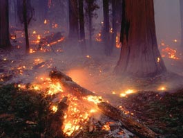 ecolopro.ru. Лесной пожар