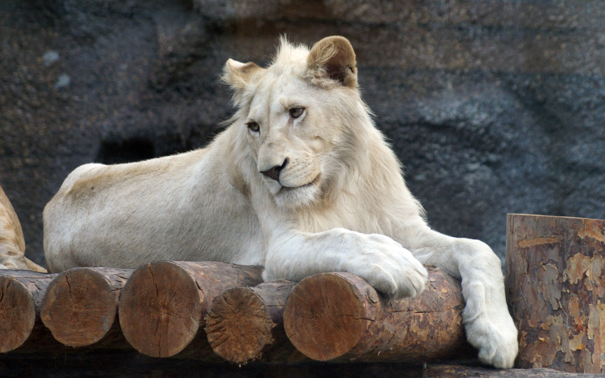 Белый лев Оскар отмечает 17-й день рождения в зоопарке Удмуртии