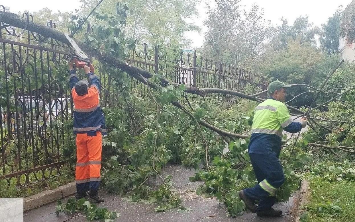 Фотофакт: деревья повалило на машины и тротуары во время грозы в Ижевске