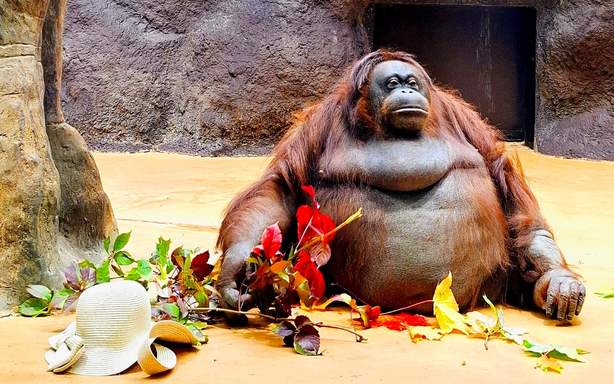 День рождения орангутанга отметили в ижевском зоопарке