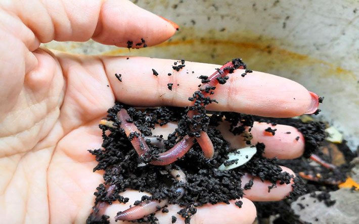С заботой об экологии: жительница Ижевска разводит у себя дома червей 