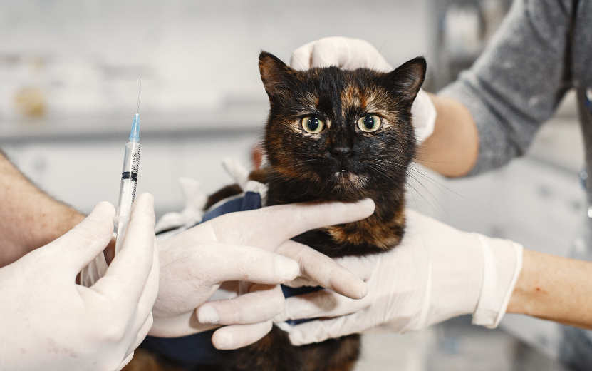 Какие прививки нужны собаке и кошке: инструкция по вакцинации питомцев 