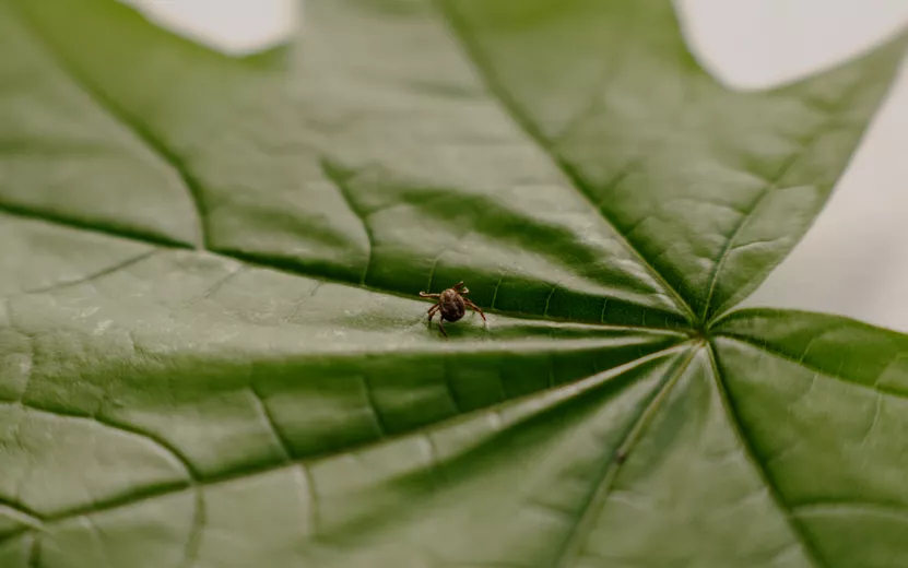 Парки и кладбища Ижевска обработают от клещей