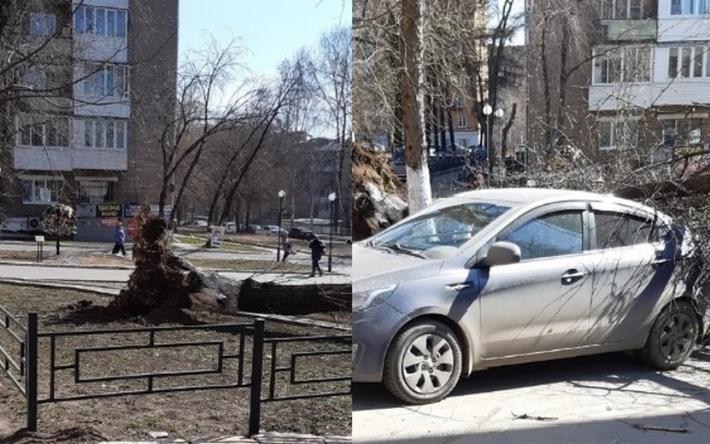 Очевидцы: дерево упало на пенсионерку в Ижевске