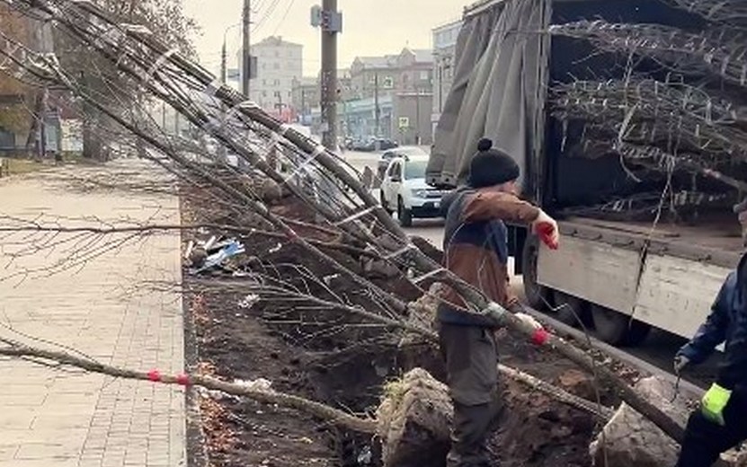 Видеофакт: деревья начали высаживать на улице Ленина в Ижевске