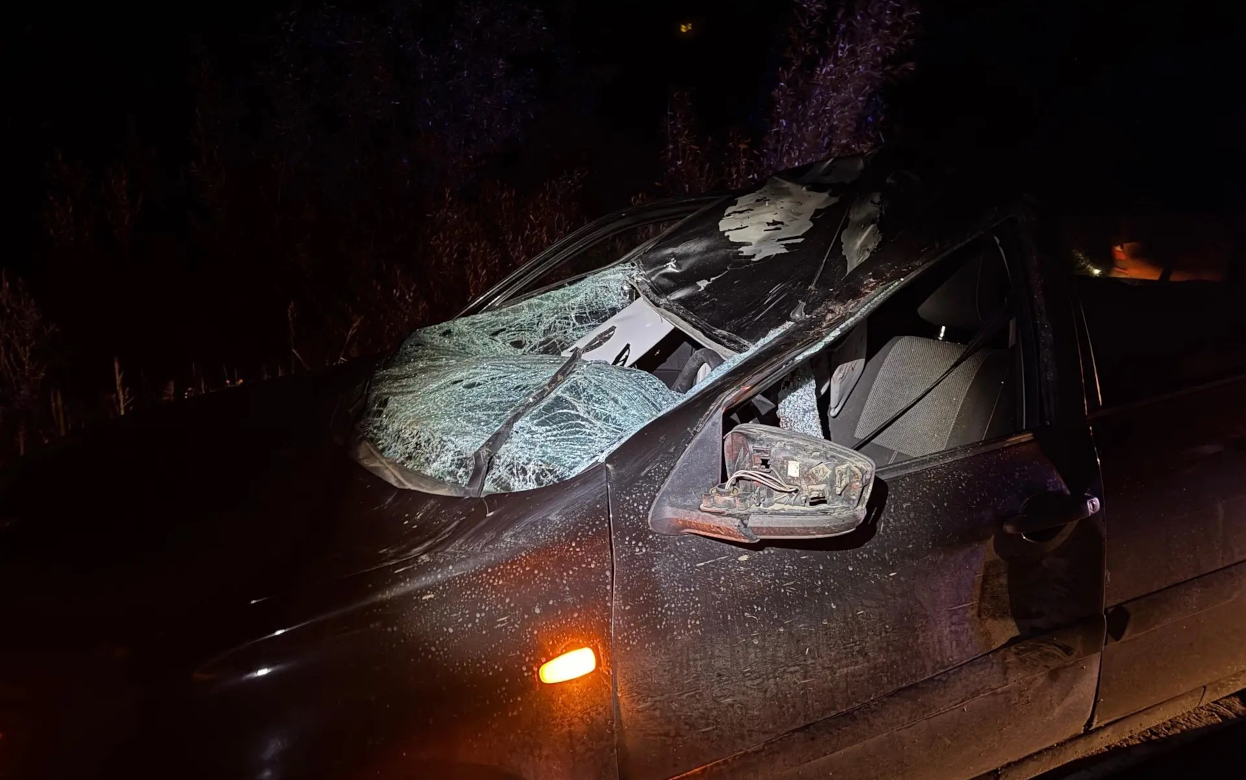 Два человека пострадали из-за выбежавшего на дорогу лося в Удмуртии