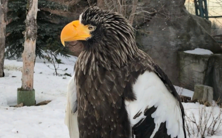 Самец белоплечего орлана в зоопарке Удмуртии празднует 21-летие