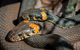 Змеи проснулись в Удмуртии: кого можно встретить в лесах Ижевска и как отличить ужа от гадюки