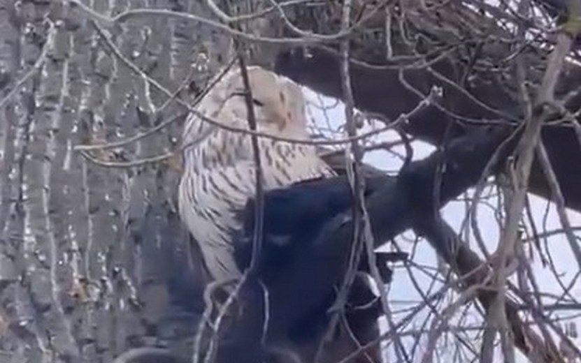 Видеофакт: белую сову заметили в центре Ижевска