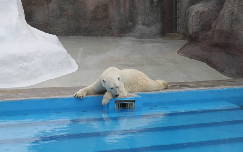 Фотофакт: белому медведю из зоопарка Удмуртии холода только в удовольствие