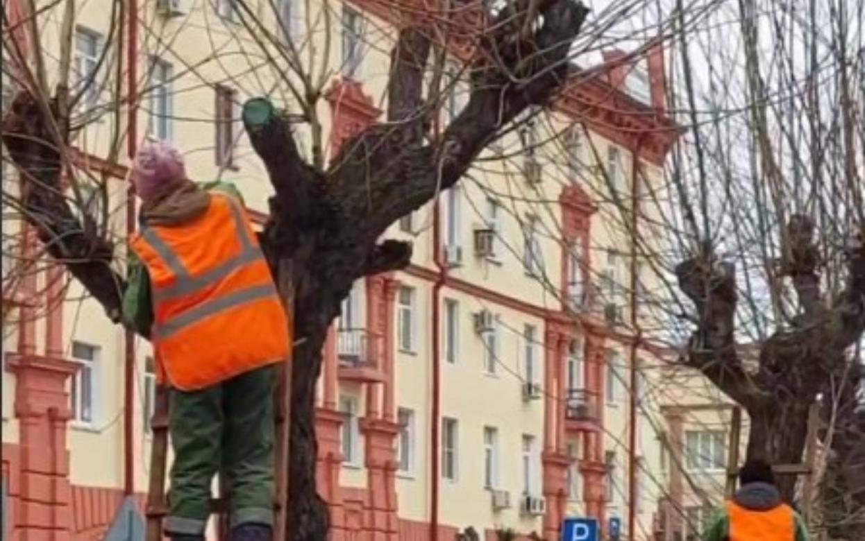 1500 деревьев кронируют в Ижевске