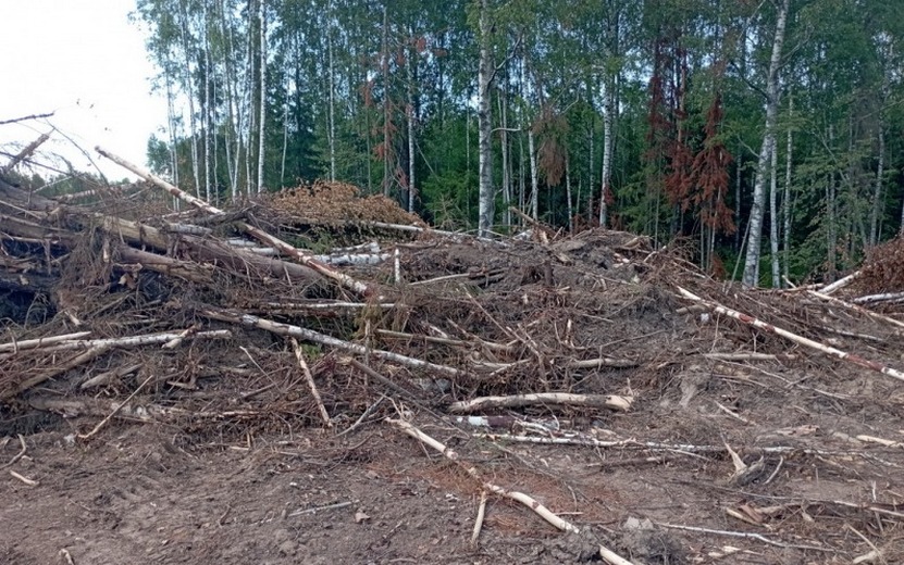 Жителя Удмуртии подозревают в незаконной вырубке леса на 3 млн рублей