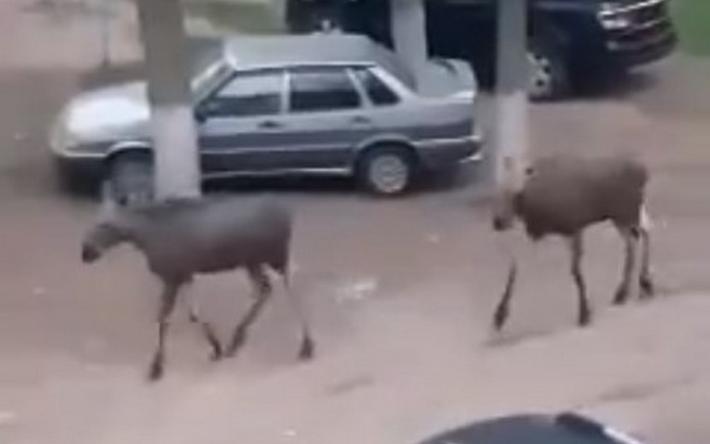 Видео: жители Ижевска заметили молодых лосей во дворе дома