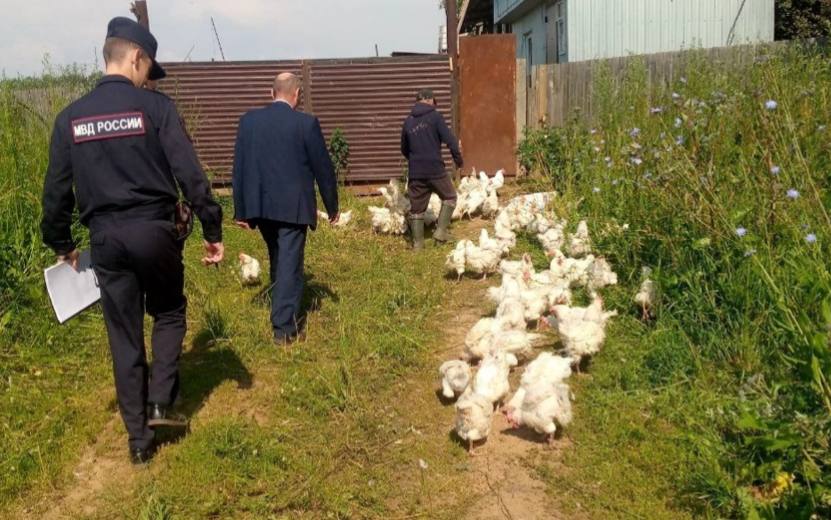 В Якшур-Бодьинском районе выявили нарушения при выгульном содержании кур