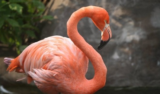 Один пойманный в Удмуртии розовый фламинго погиб