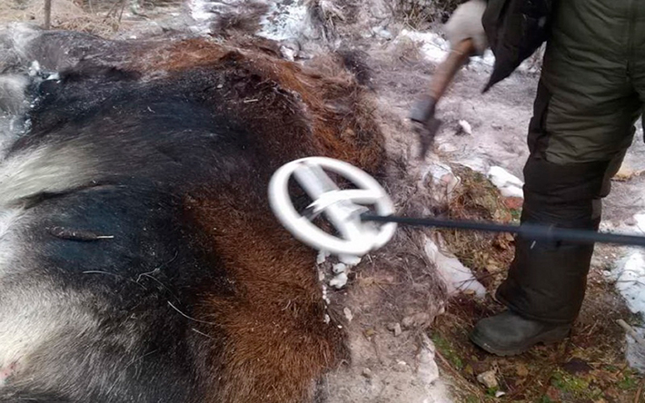Жителя Пермского края задержали в Удмуртии за убийство лося 